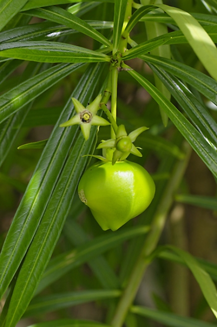 Fleurs Nanthawan Aout 2010-025